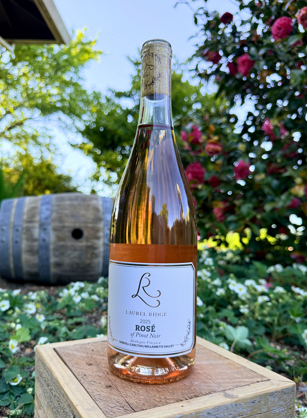 Rosé of Pinot Noir